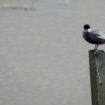 Mignattino piombato (foto L. Giraudo)